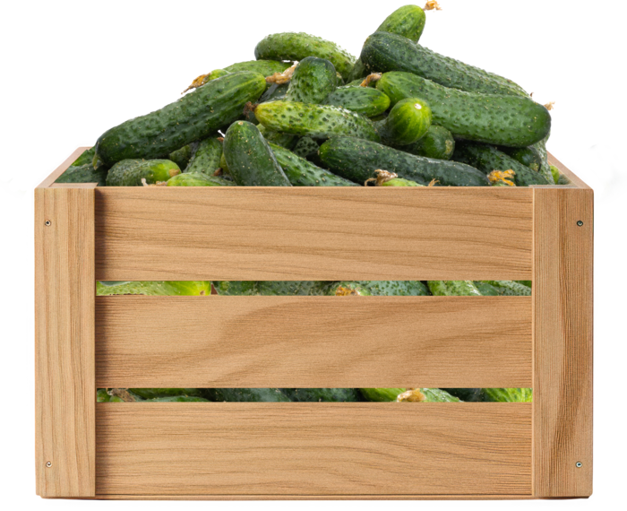Cucumbers in a crate