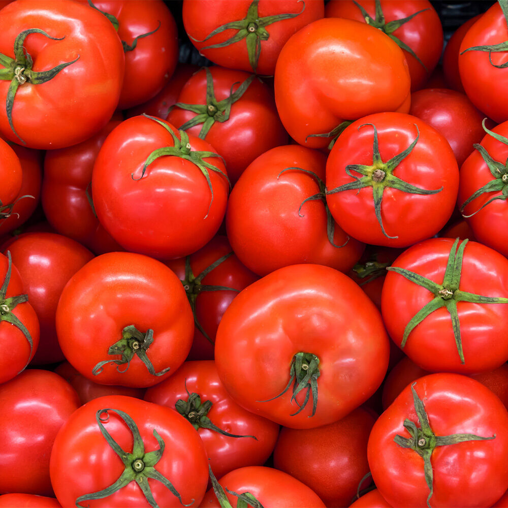 Organic tomatoes at harvest
